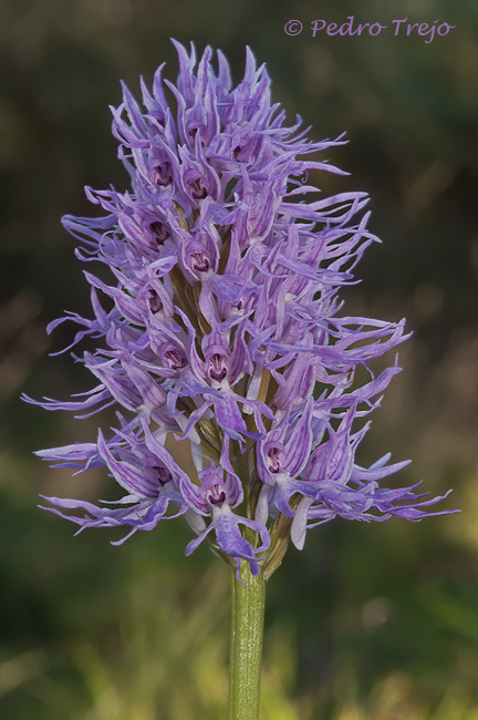 Orchis italica